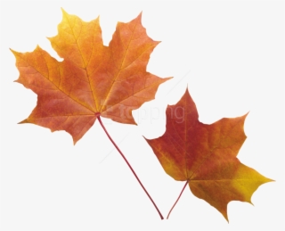 Free Png Autumn Leaf Png Images Transparent - Fall Leaf Transparent Background #9879705