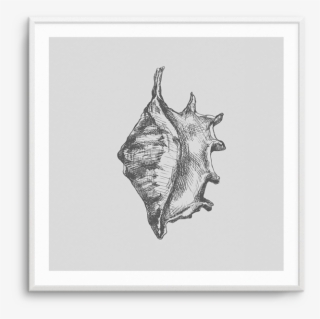 Conch Sq - Conch #9879740
