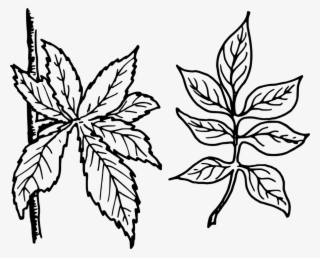 Free Vector Graphic Tree Leaves Leaves Botany Plant - Compound Leaves Clip Art Black And White #9879867