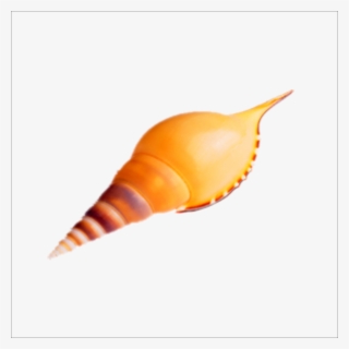 Seashell Sea Snail Transprent Png Free Download - 贝壳 #9880037