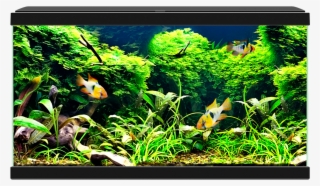 Equipment Included - Ciano Aquarium 60 Led #9881161