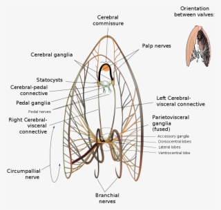 Scallop Neurological Diagram - Anatomy Of A Tuatua #9882840