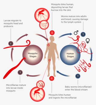 Vector Parasite Human Hair - Life Cycle Of Filaria #9886665