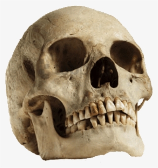 Free Png Download Human Skull Looking Up Png Images - Sagittal Crest On Human Skull #9886713