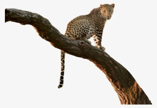 #leopard #cutout #tree #branch ✏ #jungle #overlay #jumminbs - African Leopard #9886868