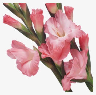 Картинка В Png - Pink Iris Transparent #9891648