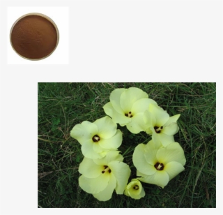 China Hibiscus Plants, China Hibiscus Plants Manufacturers - Gladiolus #9891804