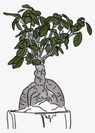 Image Transparent Stock Bonsai Drawing Easy - Sageretia Theezans #9892310