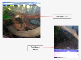 I Also Added A Couple Of Ivory Apple Snails To Help - Sea Cucumber #9892677