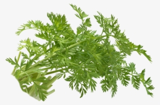 Carrot Sprouts - Carrot #9893158