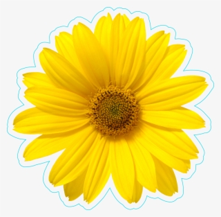 Pretty Yellow Daisy Flower Sticker - One Flower White Background #9893319