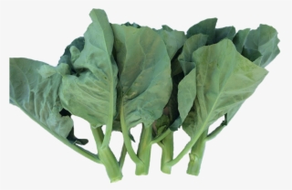 Already A Customer - Chard #9893368