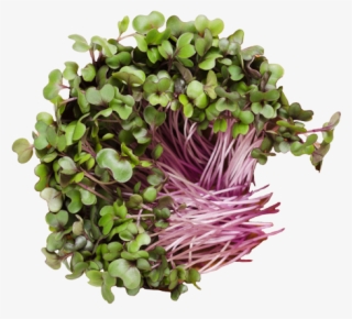 Red Cabbage Sprouts - Cabbage Sprouts #9893568