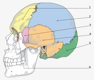 Anatomy Of The Human Skull - Bones Of The Skull #9894381