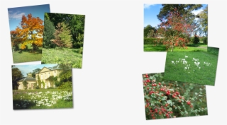 Howick Hall Gardens - Yard #9897118