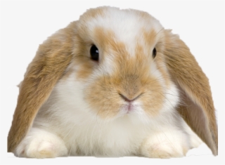 Buy Rabbit #9899820