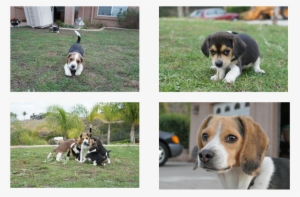 Pocket Beagle Puppy Picture - Dog #990151