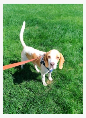 This Is Bolas, A - Beagle-harrier #990238