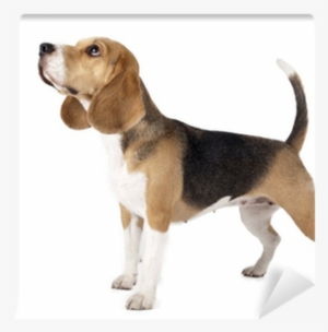 Dachshund Beagle Mix #990521
