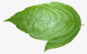 Leaf 06 - Leaf Png #990738