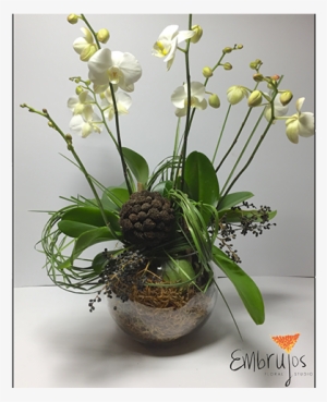 Planta Orquídea/texturas Verdes - Moth Orchid #991026