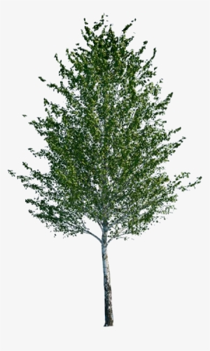 Related Wallpapers - Terminalia Mantaly Model 3d #991500