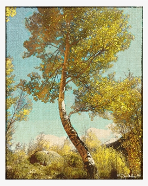 “aspen Tree - Birch #991675