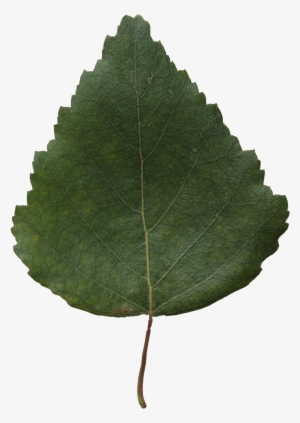 2d Leaves - Birch #991706