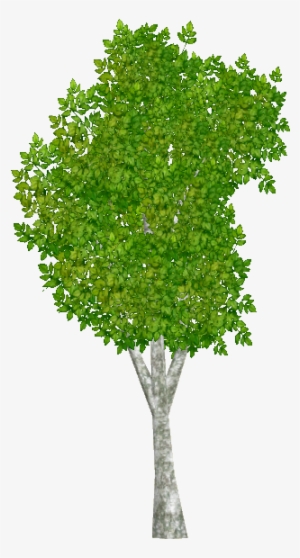 Aspentrembling Jimmyzhoopz - Wavefront .obj File #991756