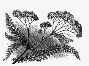 Aspen Drawing Botanical - Vintage Wildflower Illustrations Black And White #991779