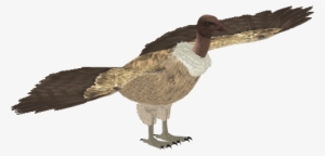 Indian Vulture 1 - Zt2 Ruppell's Vulture #991783