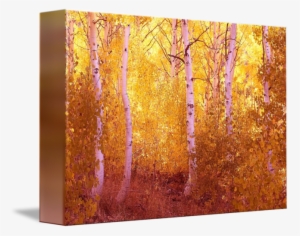 Fall Aspen Trees June Lake Loop By Rick Chandler - June Lake, California #991860