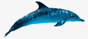 Dolphin Png Picture - Dolphin Png #992137