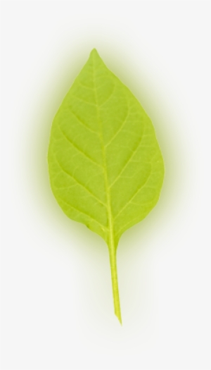 Leaf 4 - American Aspen #992328