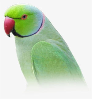 Indian Ring-necked Parakeet - Parrot Indian Png #992376