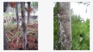 Western White Pine Tree At Dorena Grc With Multiple - Western White Pine #992443