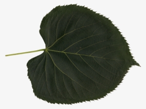 Free Download - Canoe Birch #992465