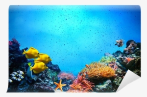 Coral Reef, Fish Groups In Clear Ocean Water Wall Mural - Underwater Scene #992538 Coral Reef, Fish Groups In Clear Ocean Water Wall Mural - Underwater Scene #992538