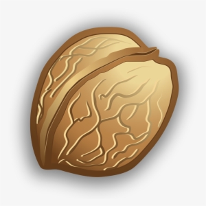 New Svg Image - Walnut Icon Png #994287