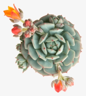 Echeveria Derenbergii 'painted Lady' Succulents Form - Echeveria Succulents #994331