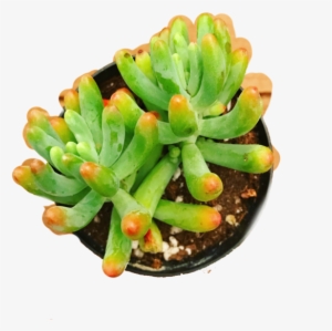 Sedum Pachyphyllum - Rainbow Jellybean - Sedum Rubrotinctum #994432