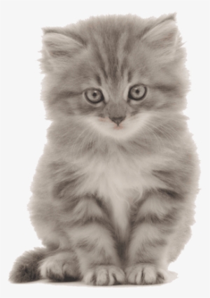 Free Png Cute Kittens Png Images Transparent - Kitten Png #994608