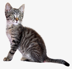 Kittens Transparent Gray - Grey Kitten Png #994631