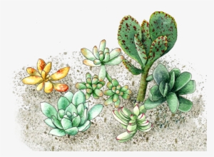 Succulents - Succulent Plant #994655