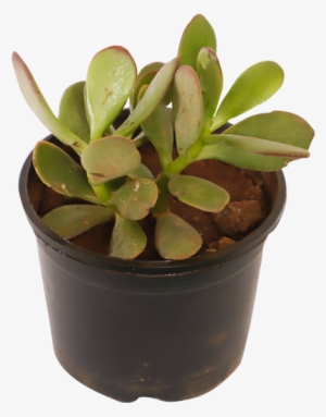 Plants #994680