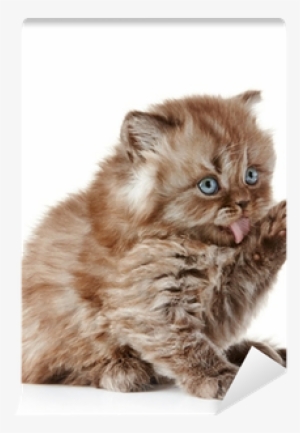 British Kitten Wall Mural - Kitten #994681