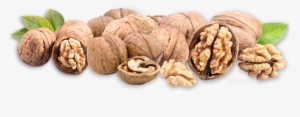 Download - Outdoor Plants Quality Walnut Seeds Fruit Tree Seeds #994696