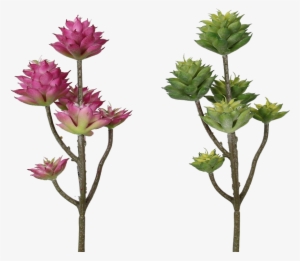 Pink Green Succulents - Succulent Plant #994714