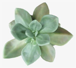 #plant #plants #plantsarefriends #green #nice #tumblr - Plants Overlays #994716