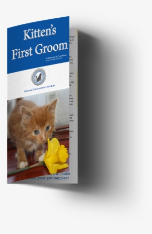 Kitten Customer Brochures #994770